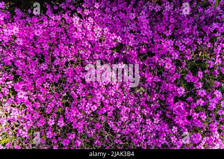 Le phlox touffeté (Phlox douglasii) 'Crackerjack' fleurit dans la pépinière au début de juin. Photo de haute qualité Banque D'Images