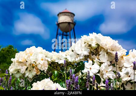 Une tour d'eau au-dessus des roses blanches Banque D'Images