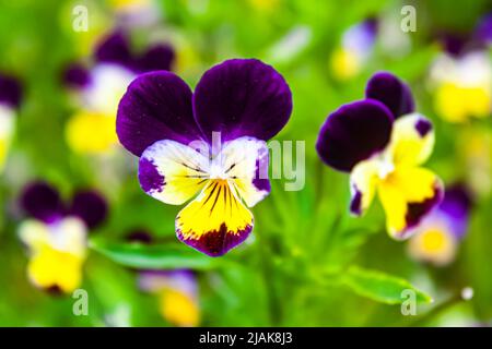 Une pansy à cornes, Viola cornuta Banque D'Images
