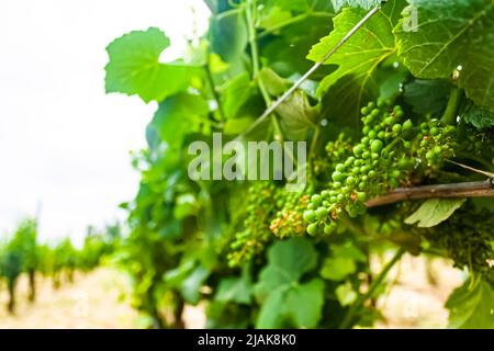 Dans une vigne raisins Banque D'Images