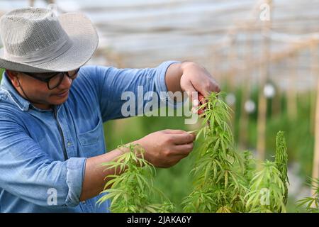 Agriculteur vérifiant les plantes de chanvre en serre. Concept de médecine alternative à base de plantes, huile de cbd, industrie pharmaceutique Banque D'Images