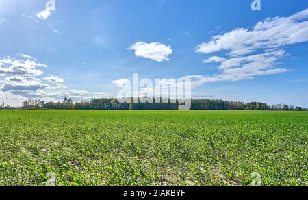 Champ d'herbe vert et fond bleu ciel paysage. Banque D'Images