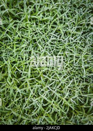 Neige en été (Cerastium tomentosum) avant floraison, vue de dessus Banque D'Images