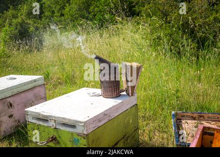 Fumeur d'abeilles fumer sur le dessus d'une ruche Banque D'Images