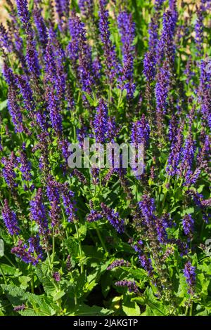 Salvia Mainacht une introduction allemande avec des têtes de fleurs denses d'une couleur bleu violet profond au-dessus du feuillage vert Salvia sylvestris poussant dans le jardin Banque D'Images