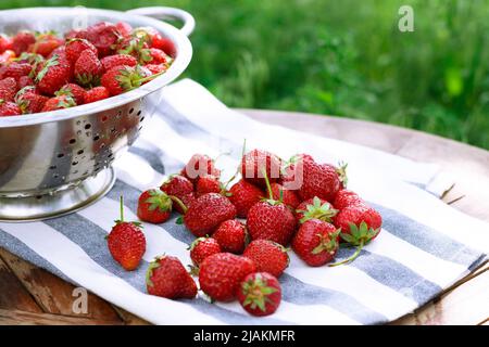 passoire avec fraises dans le jardin. un été savoureux et sain Banque D'Images