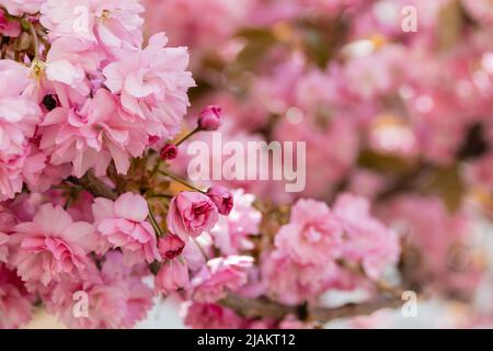 vue rapprochée des fleurs roses sur les branches de cerisier japonais Banque D'Images