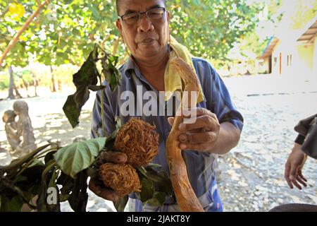 AMA Nay Tukang, un célèbre commerçant de tissus traditionnels Sumbanese, montre des matériaux pour produire du colorant naturel à son atelier à Waingapu, à l'est de Sumba, à l'est de Nusa Tenggara, en Indonésie. Banque D'Images