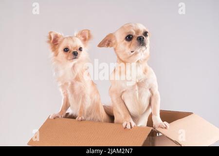 Deux petits chiens chihuahua blancs mignons piquant dans une boîte en carton. Prise de vue en studio sur blanc Banque D'Images