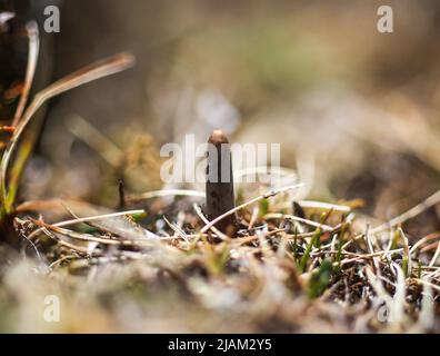 NAGQU, 31 mai 2022 (Xinhua) -- On voit Un champignon de la chenille pousser sur les prairies du comté de Biru, dans la région autonome du Tibet, au sud-ouest de la Chine, au 25 mai 2022. Sur la prairie de plus de 4 700 mètres au-dessus du niveau de la mer dans le comté de Biru, les bergers sont occupés à chasser le champignon de la chenille au moment de la récolte. Le comté de Biru est un site clé de la fabrication de champignons caterpillar, un ingrédient coûteux de la médecine traditionnelle chinoise. Trouvé seulement à haute altitude, le champignon, connu en Chine sous le nom de « ver d'hiver herbe d'été », est dit être efficace pour stimuler le système immunitaire. La chenille f Banque D'Images