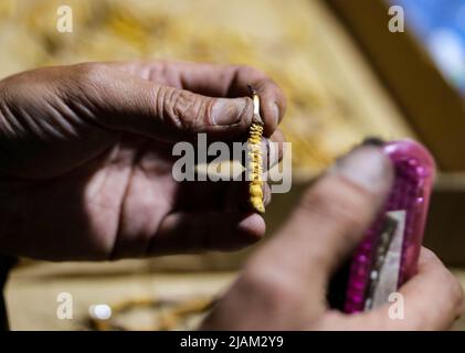 (220531) -- NAGQU, 31 mai 2022 (Xinhua) -- Un herdman nettoie un champignon de chenille nouvellement récolté sur un site de collecte de champignon de chenille dans le canton de Lainqu, comté de Biru, dans la région autonome du Tibet, au sud-ouest de la Chine, au 25 mai 2022. Sur la prairie de plus de 4 700 mètres au-dessus du niveau de la mer dans le comté de Biru, les bergers sont occupés à chasser le champignon de la chenille au moment de la récolte. Le comté de Biru est un site clé de la fabrication de champignons caterpillar, un ingrédient coûteux de la médecine traditionnelle chinoise. Trouvé seulement à haute altitude, le champignon, connu en Chine sous le nom de 'herbe d'été de ver d'hiver', est dit être ef Banque D'Images