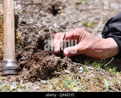 NAGQU, 31 mai 2022 (Xinhua) -- Un champignon de la chenille se répand sur les prairies du comté de Biru, dans la région autonome du Tibet, au sud-ouest de la Chine, au 25 mai 2022. Sur la prairie de plus de 4 700 mètres au-dessus du niveau de la mer dans le comté de Biru, les bergers sont occupés à chasser le champignon de la chenille au moment de la récolte. Le comté de Biru est un site clé de la fabrication de champignons caterpillar, un ingrédient coûteux de la médecine traditionnelle chinoise. Trouvé seulement à haute altitude, le champignon, connu en Chine sous le nom de « ver d'hiver herbe d'été », est dit être efficace pour stimuler le système immunitaire. Le champignon de caterpillar h Banque D'Images