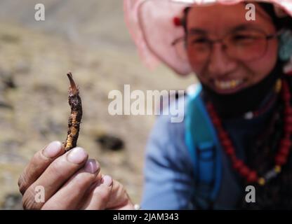 NAGQU, 31 mai 2022 (Xinhua) -- Herdswoman Qime Garde montre un champignon de chenille nouvellement récolté dans le comté de Biru, dans la région autonome du Tibet, au sud-ouest de la Chine, au 25 mai 2022. Sur la prairie de plus de 4 700 mètres au-dessus du niveau de la mer dans le comté de Biru, les bergers sont occupés à chasser le champignon de la chenille au moment de la récolte. Le comté de Biru est un site clé de la fabrication de champignons caterpillar, un ingrédient coûteux de la médecine traditionnelle chinoise. Trouvé seulement à haute altitude, le champignon, connu en Chine sous le nom de « ver d'hiver herbe d'été », est dit être efficace pour stimuler le système immunitaire. Le c Banque D'Images