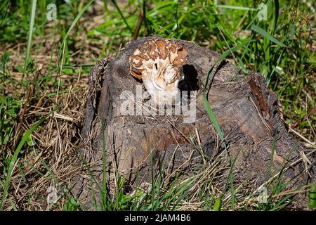 Morel dans la forêt sur une souche, sur une journée ensoleillée de gros plan Banque D'Images