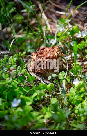 Morel dans la forêt, sur une journée ensoleillée de gros plan Banque D'Images