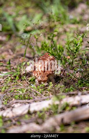 Morel dans la forêt, sur une journée ensoleillée de gros plan Banque D'Images