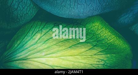 Vous regardez les veines de différentes roses colorées. Banque D'Images