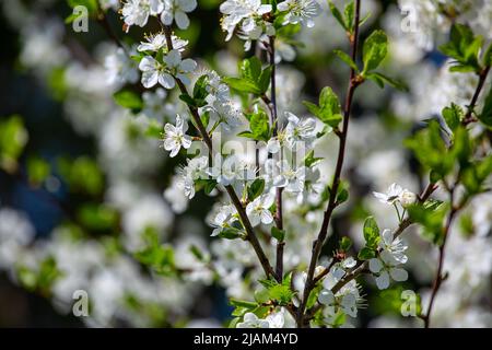 Cerisiers en fleurs, le jour ensoleillé du printemps Banque D'Images