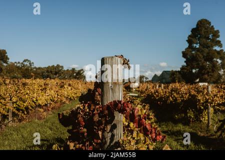 Producteurs de vin locaux à Swan Valley, Perth. Banque D'Images