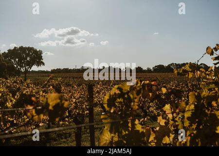 Producteurs de vin locaux à Swan Valley, Perth. Banque D'Images