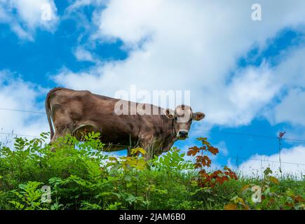 Au printemps, à Ahorn, dans la belle région verte de montagne suisse d'Appenzell, se brouille la vache Banque D'Images