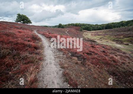 Randonnée à de Hoge Veluwe, pays-Bas Banque D'Images