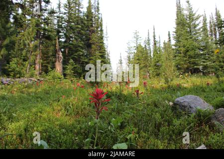 Rose sauvage dans le parc national Banff, Alberta, Canada Banque D'Images