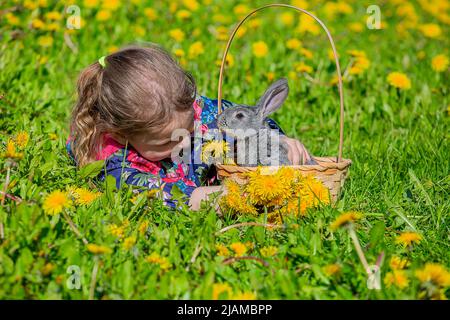 Une fille avec un petit lapin gris dans un panier se trouve dans une clairière en pissenlits jaunes, un jour ensoleillé Banque D'Images