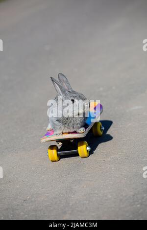 Un petit lapin gris fait du skateboard Banque D'Images