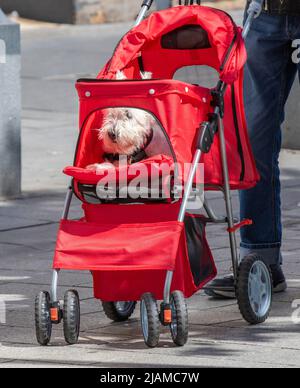 Chien de compagnie en buggy à Southport, Merseyside. Météo Royaume-Uni. 31 mai 2022. Magasins, shopping, shopping avec un début ensoleillé de la journée dans la station côtière du nord-ouest. Les températures devraient augmenter avec la perspective d'un fin de semaine de fête du Jubilé de vacances brillantes. Banque D'Images