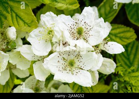 Thornless BlackBerry 'Apache' (Rubus fruticosus agg. 'Apache') produit de grandes fleurs au printemps Banque D'Images