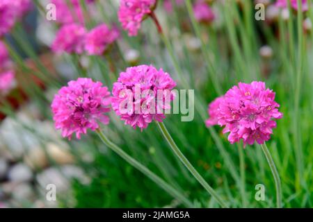 Thrift, thrift de mer ou rose de mer (Armeria maritima), une vivace compacte formant des feuilles persistantes avec des grappes denses de fleurs roses brillantes Banque D'Images