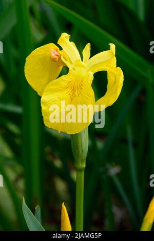 L'iris jaune (Iris pseudacorus), l'iris jaune ou le drapeau de l'eau, est une plante vivace à fleurs herbacées vigoureuse que l'on trouve dans les milieux humides et les étangs Banque D'Images