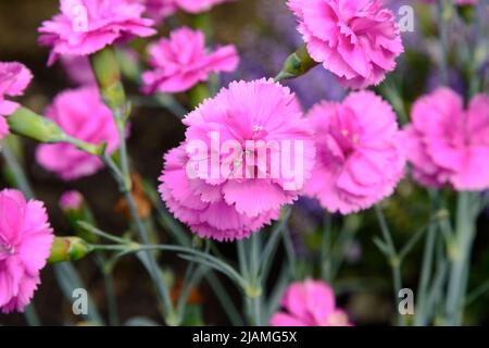 Dianthus 'Tickled Pink' ('Devon PP 11') (Scent First Series), une vivace compacte, verticale, à fleurs parfumées Banque D'Images