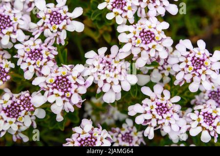 Iberis 'Pink Ice' ou Candytuft 'Pink Ice', un vivace compact vert-vert-vert-vert-vert-semi-vert avec des grappes denses de fleurs blanches roses Banque D'Images