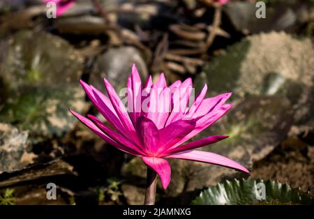 Nénuphars rouges (Nymphaea rubra) sur un lac Banque D'Images