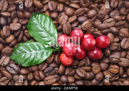 grains de café rouges frais avec feuilles Banque D'Images