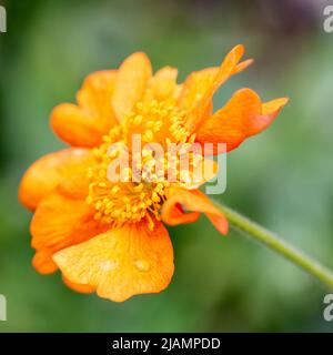 Gros plan sur la fleur de Geum Prince of Orange Banque D'Images