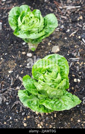 Laitue (cos) 'Little Gem' laitue (cos), Lactuca sativa 'Little Gem'. Lit de culture de laitue Banque D'Images