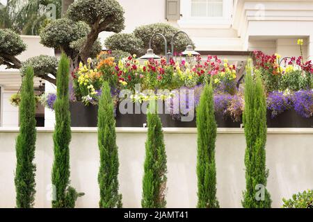 Des cyprès d'Evergreen ou des arbres et des fleurs de thuja près d'une belle villa Banque D'Images