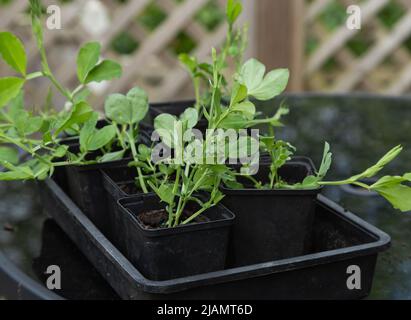 Plantules de pois doux dans des pots de plantes en plastique noir. Banque D'Images