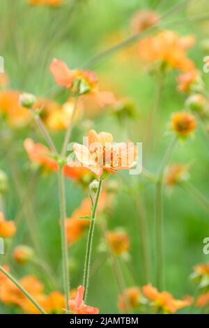 Geum 'totalement Tangerine', avens 'totalement Tangerine', Geum 'Tim's Tangerine'. Cultivar à fleur d'orange et de paachy Banque D'Images