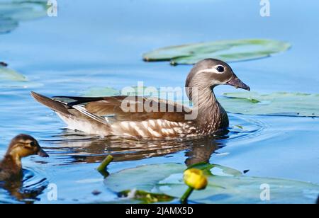 07 juin 2021, Brandebourg, Kleinmachnow: 07.06.2021, Kleinmachnow. Une femelle de canard mandarin (Aix galericulata) nage dans l'eau avec une poussette sur Machnower See. Photo: Wolfram Steinberg/dpa photo: Wolfram Steinberg/dpa Banque D'Images