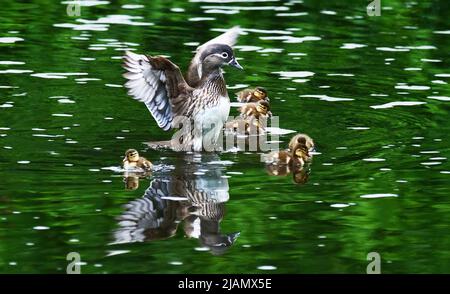 25 mai 2021, Berlin: 25.05.2021, Berlin. Une femelle de canard mandarine (Aix galericulata) nage dans l'eau avec ses poussins sur le canal de Teltow. En même temps, la mère de canard se tient pour secouer l'eau de ses plumes. Photo: Wolfram Steinberg/dpa photo: Wolfram Steinberg/dpa Banque D'Images