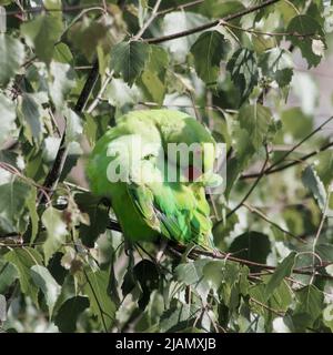 Un paraquet à anneaux roses dans un arbre à feuilles larges, occupé à se prêter. L'oiseau est en prérenforcement de ses plumes de dos. Banque D'Images