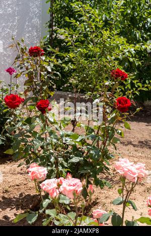 Roses poussant dans un jardin. Mise au point sélective sur les roses rouges en arrière-plan. Banque D'Images