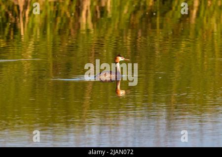 (Podiceps cristatus) il appartient à la famille des Podicipedidae. Elle habite les zones humides en Europe et en Asie, et se trouve souvent sur les lacs et les marais du I Banque D'Images