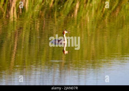 (Podiceps cristatus) il appartient à la famille des Podicipedidae. Elle habite les zones humides en Europe et en Asie, et se trouve souvent sur les lacs et les marais du I Banque D'Images