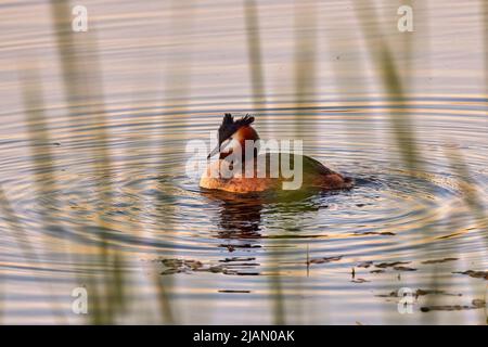 (Podiceps cristatus) il appartient à la famille des Podicipedidae. Elle habite les zones humides en Europe et en Asie, et se trouve souvent sur les lacs et les marais du I Banque D'Images