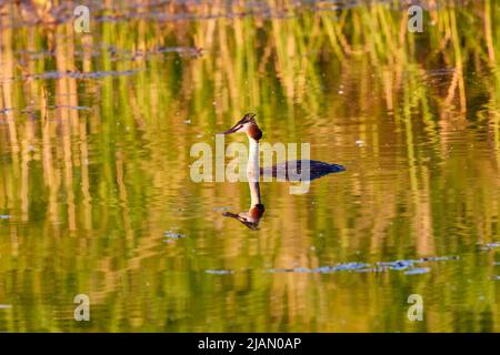 (Podiceps cristatus) il appartient à la famille des Podicipedidae. Elle habite les zones humides en Europe et en Asie, et se trouve souvent sur les lacs et les marais du I Banque D'Images